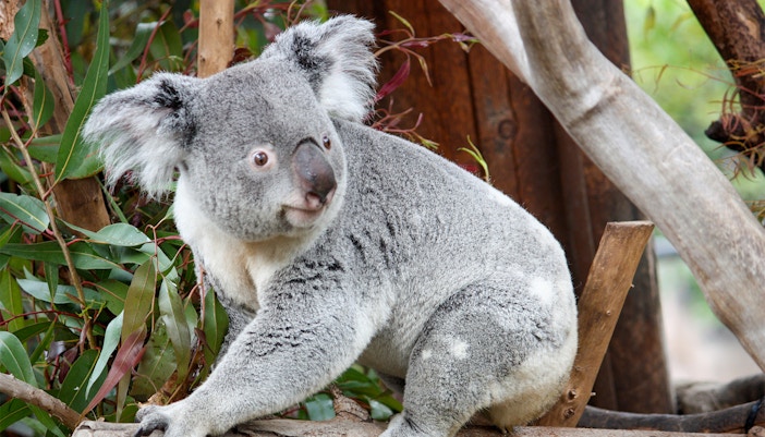 Koala sitting on a branch at San Diego Zoo.