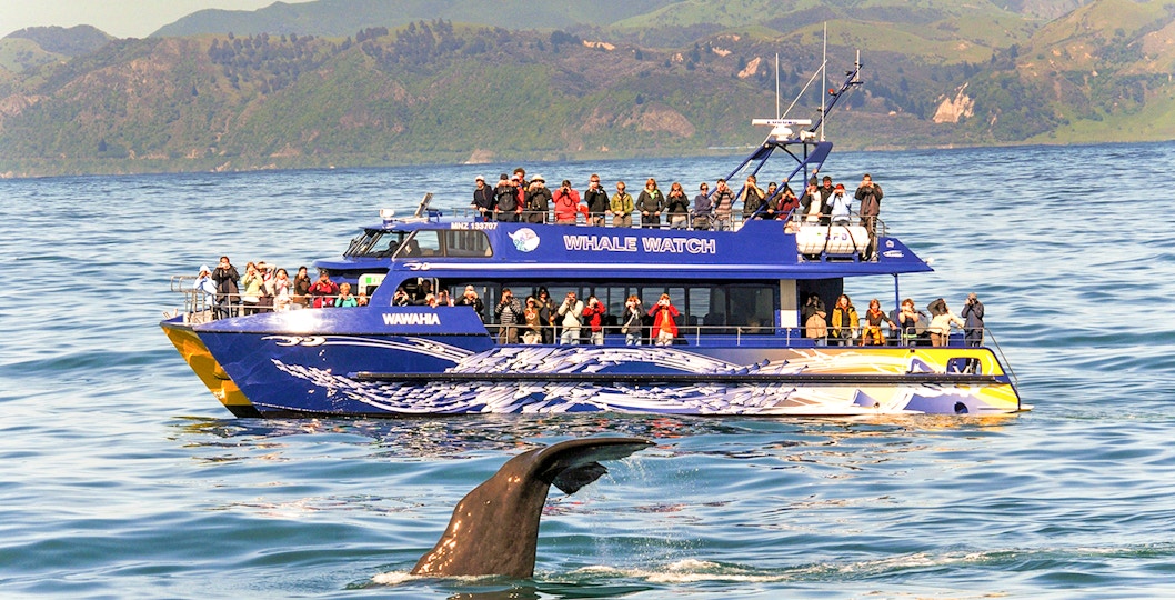 Kaikoura Whale Watching Tickets
