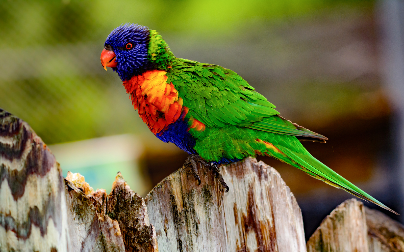Rainbow lori (Trichoglossus moluccanus) with vivid eyes and plummage
