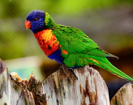 Rainbow lori (Trichoglossus moluccanus) with vivid eyes and plummage