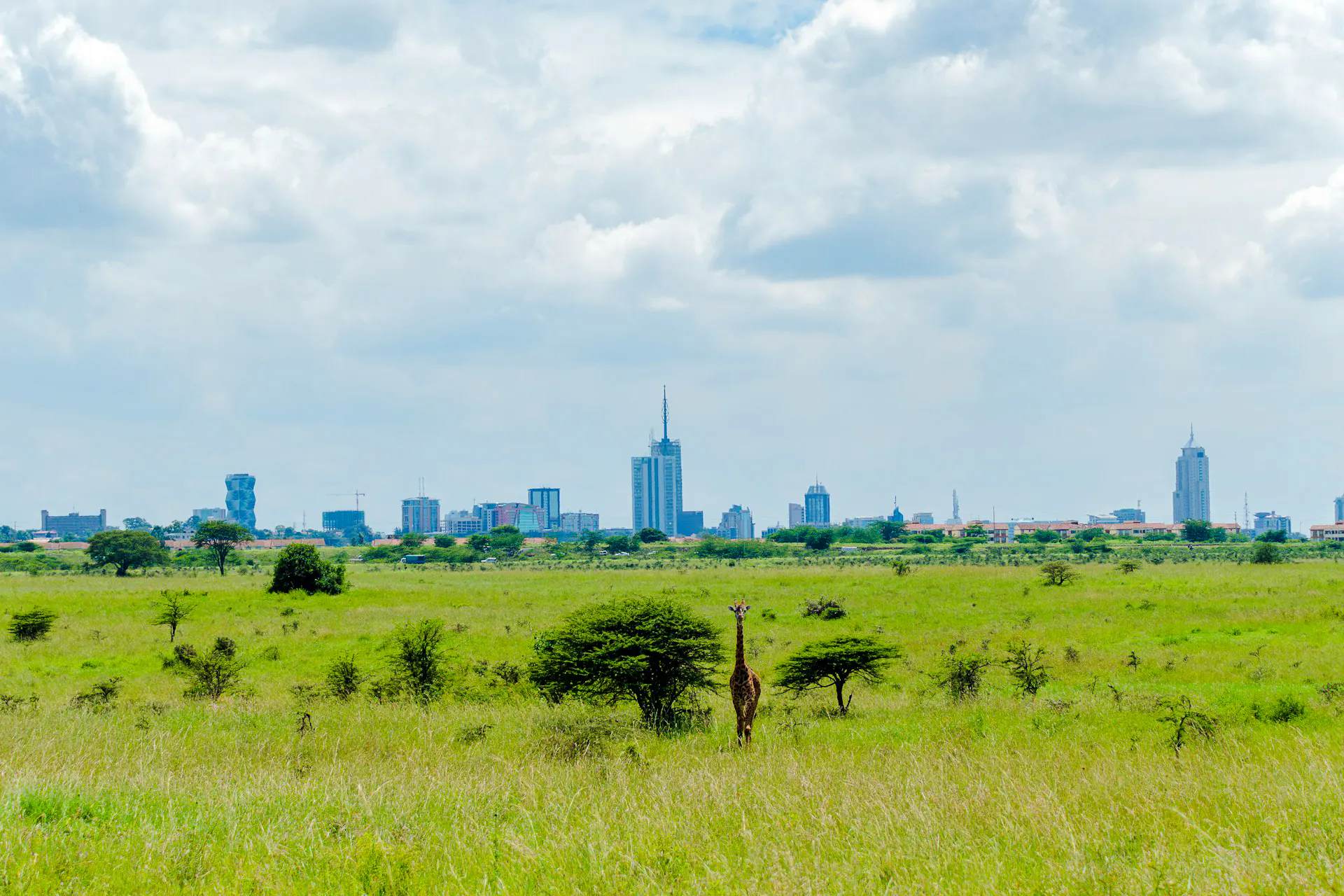 Nairobi National Park Safari with Karen Blixen Museum, Bomas of Kenya Cultural Show and Carnivore Lunch