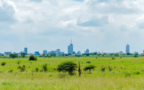 Giraffe in Nairobi National Park with city skyline in background, Nairobi Wildlife & Cultural Fusion.