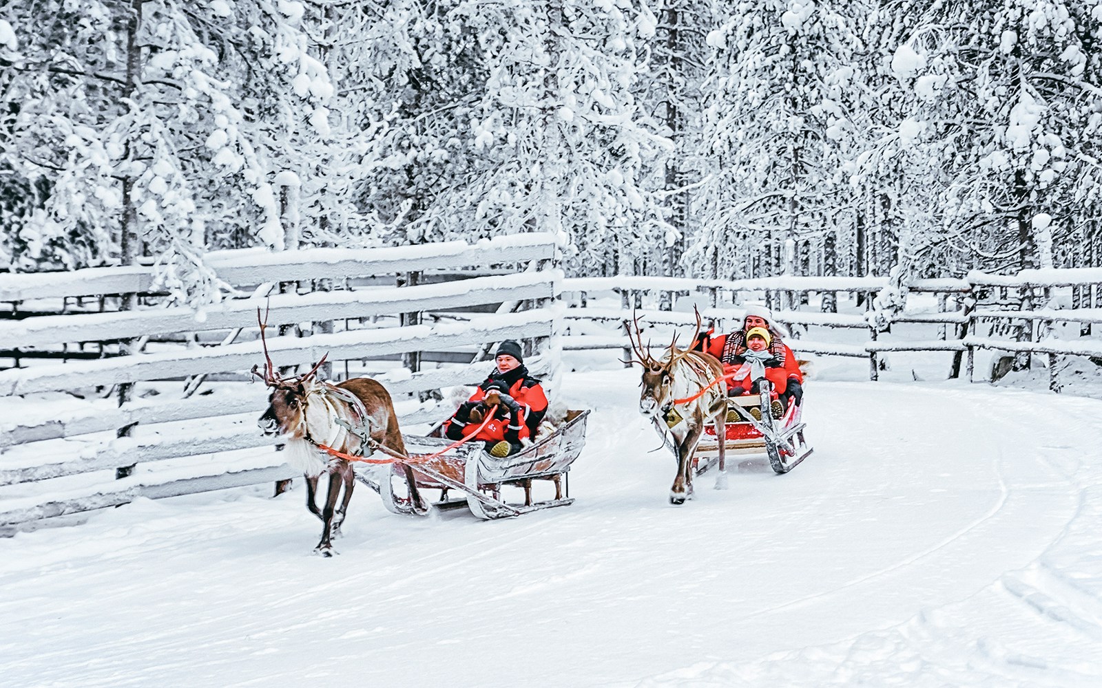 Reindeer pulling sleds with people through snowy forest in Rovaniemi.