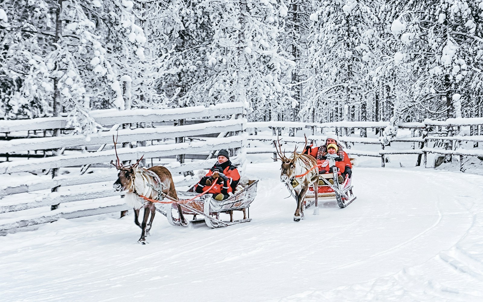 Reindeer pulling sleds with people through snowy forest in Rovaniemi.