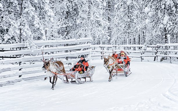 Reindeer pulling a sled through snowy forest in Rovaniemi during reindeer farm visit and safari.