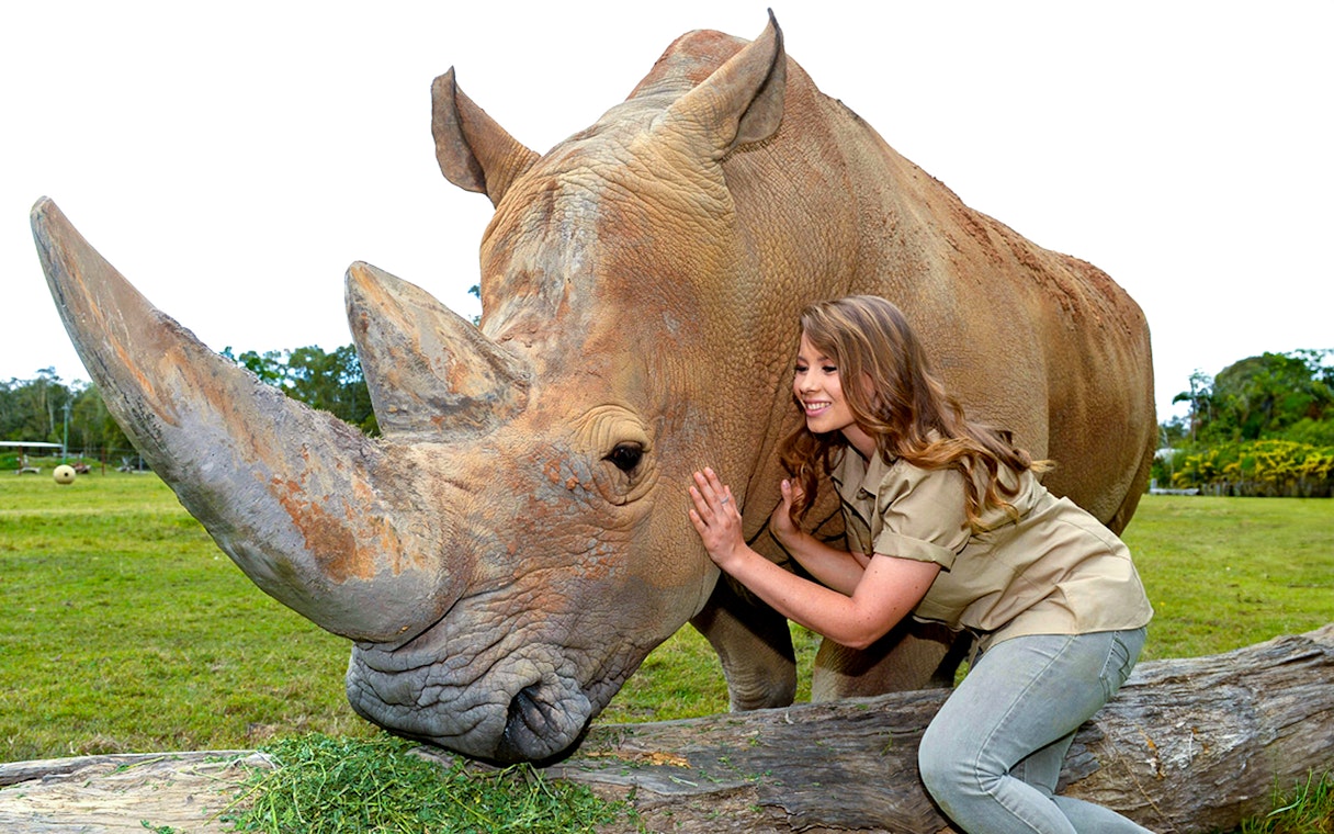 Person interacting with a rhinoceros at Australia Zoo, part of the Australia Zoo Adventures tour.