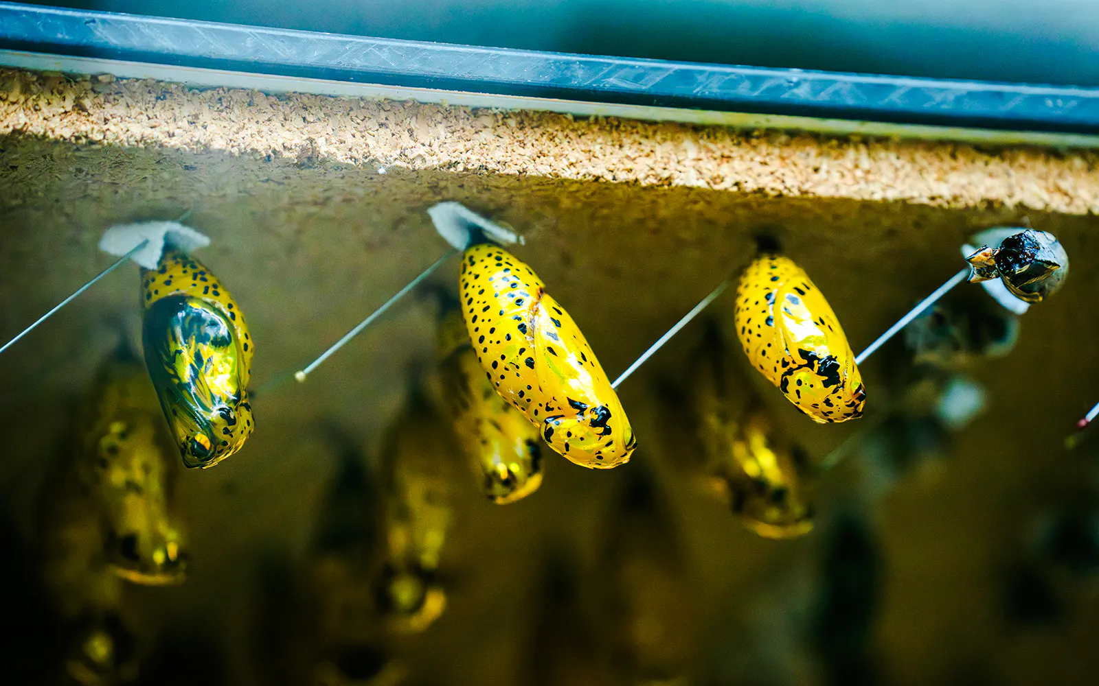 Butterfly chrysalises at Niagara Falls Butterfly Conservatory, Canada.