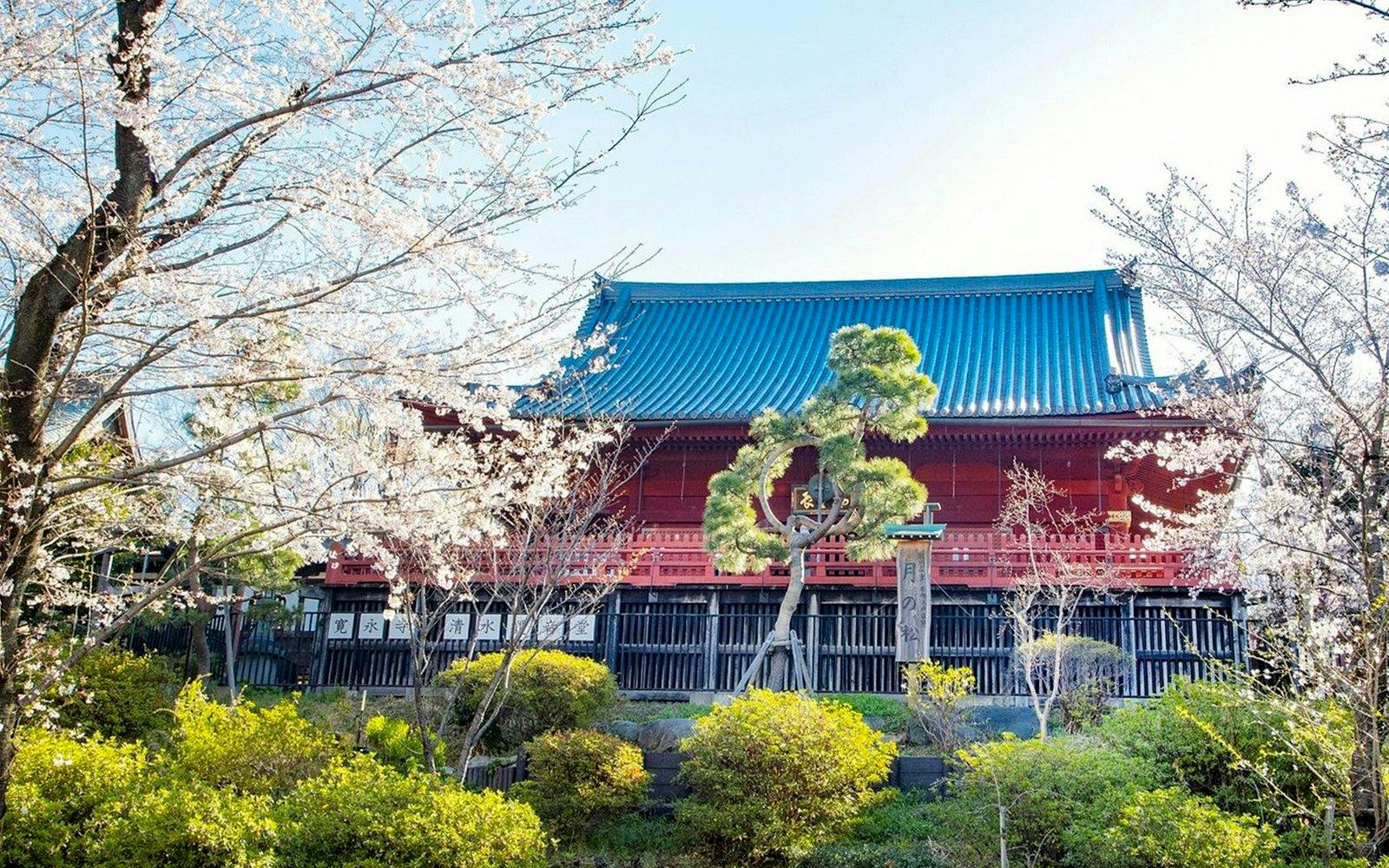 Ueno Park cherry blossoms and traditional building, Tokyo National Museum tour.