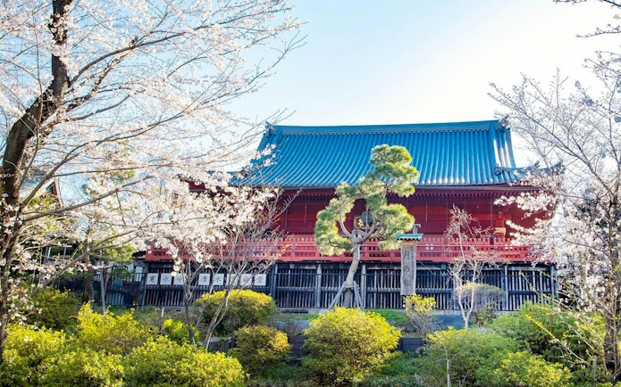 Ueno Park cherry blossoms and traditional building, Tokyo National Museum tour.