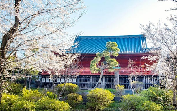 Ueno Park cherry blossoms and traditional building, Tokyo National Museum tour.