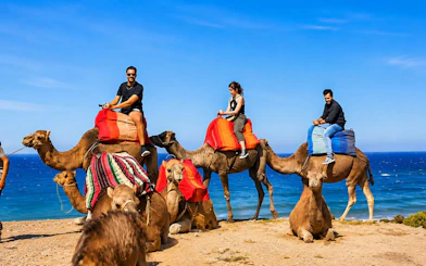 Tourists riding camels near Tangier beach with ocean in the background.