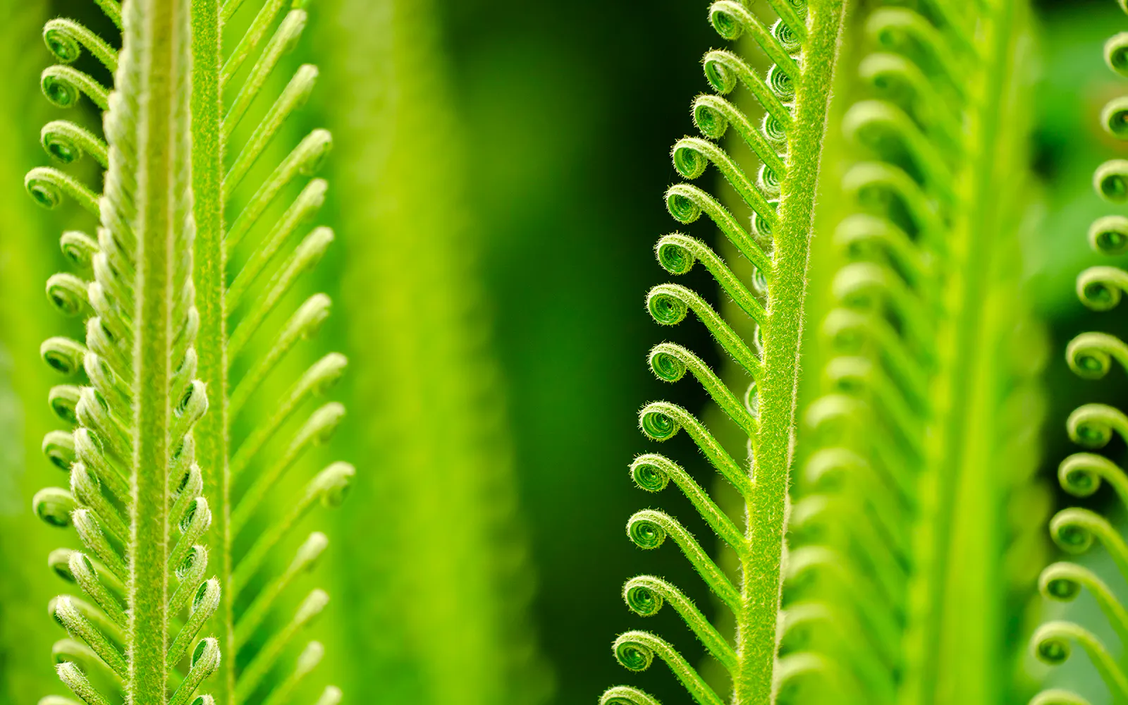 Close-up of green fern fronds at Niagara Falls Butterfly Conservatory, Canada.