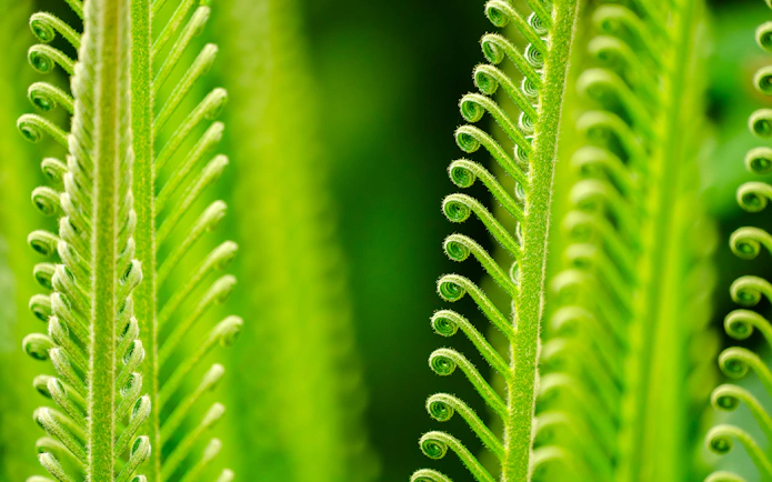 Close-up of green fern fronds at Niagara Falls Butterfly Conservatory, Canada.