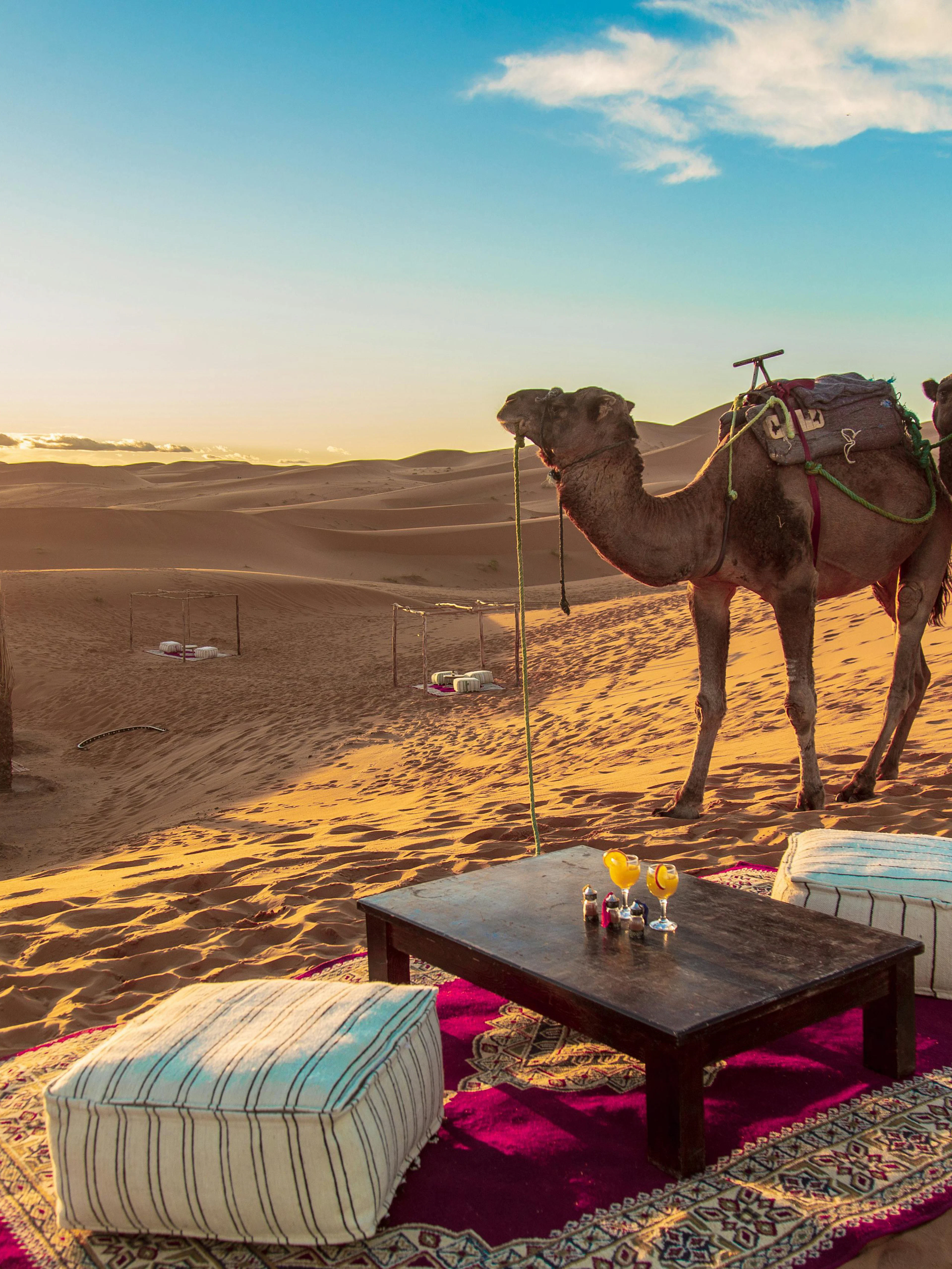 Desert camp with camels and seating area in Moroccan Sahara at sunset.
