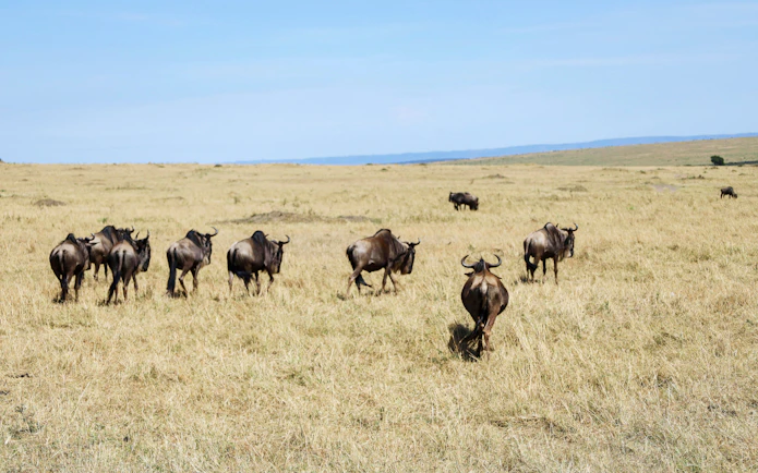 Wildebeest herd migrating across the Masai Mara savannah.