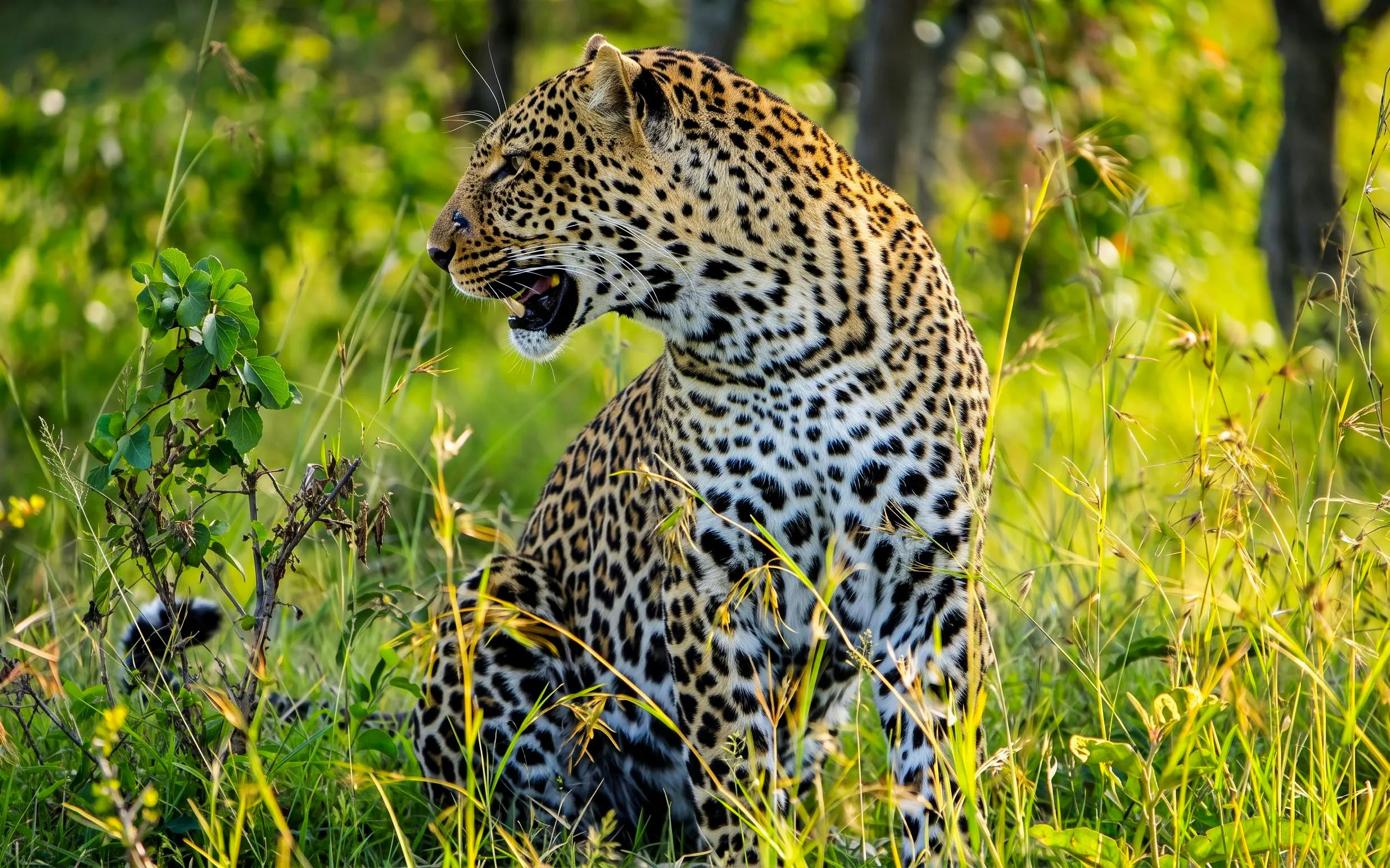 Leopard sitting in grassland during Masai Mara, Lake Nakuru & Naivasha Camping Safari.