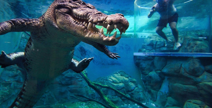 Crocosaurus Cove