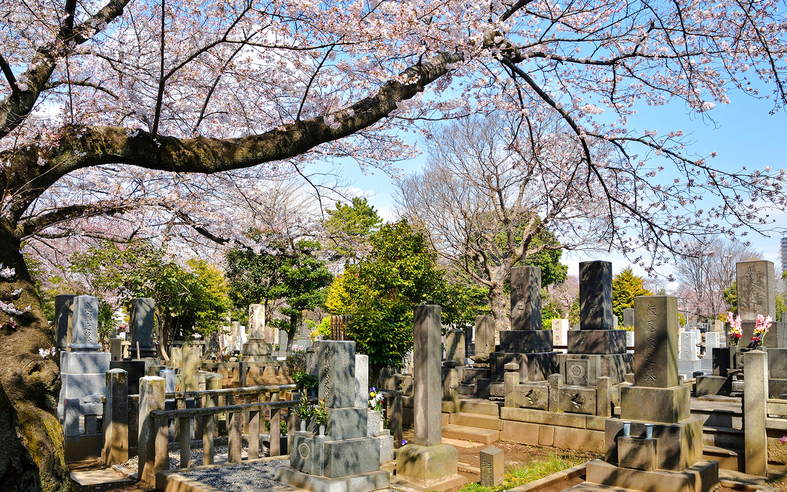 Yanaka Cemetery in fall color