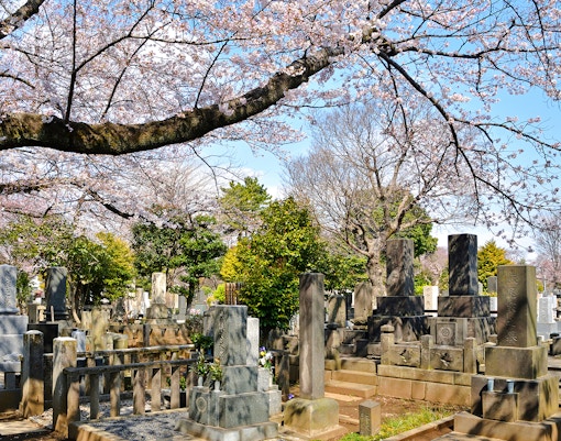 Yanaka Cemetery under fall leaves