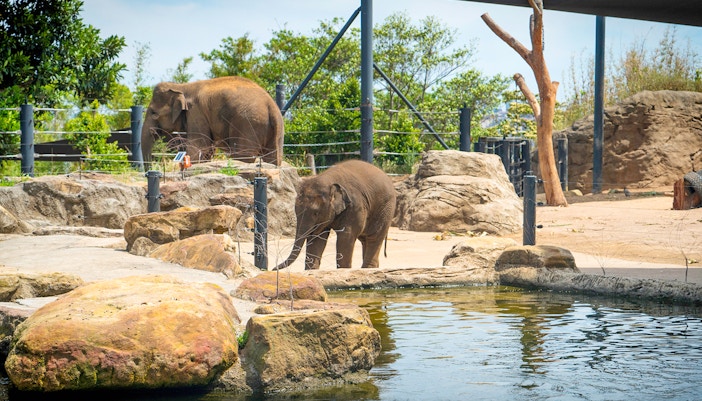 billet zoo Schönbrunn