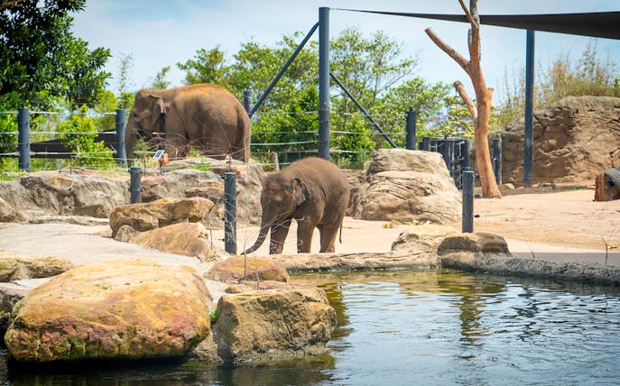 Elephants near a water feature at Taronga Zoo, Sydney.