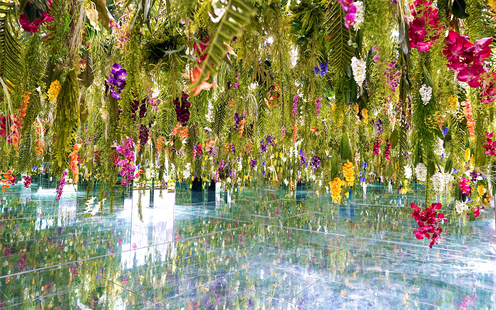 Hanging flowers reflected in mirrored room at Gapyeong Begonia Bird Park.