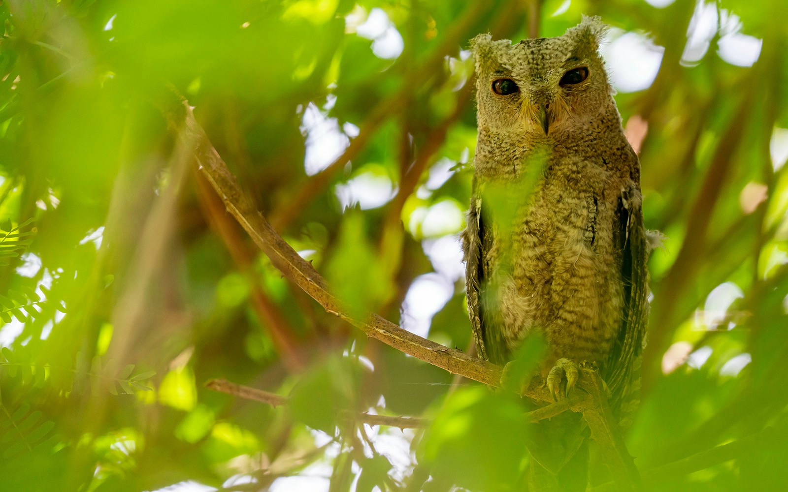 Indian scops owl