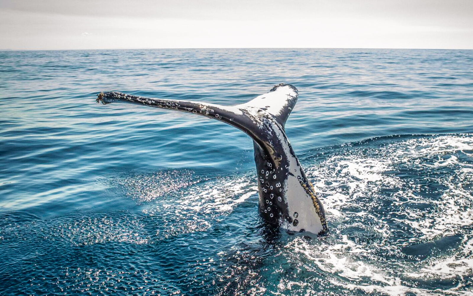 Whale tail emerging from ocean during whale watching experience.