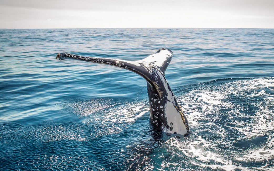 Whale tail emerging from ocean during whale watching experience.