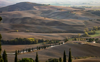 Rolling hills and cypress trees in Bolgheri, Tuscany, Italy, on a private wine tour route.