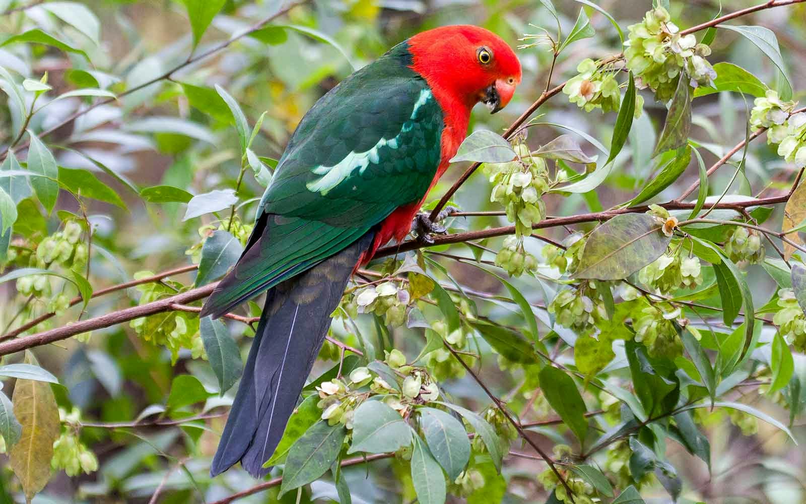 Australian King Parrot
