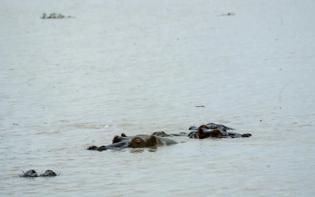 Hippos submerged in water at Mikumi National Park during a day safari from Zanzibar.