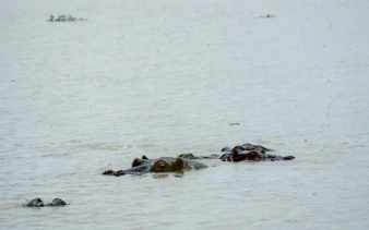 Hippos submerged in water at Mikumi National Park during a day safari from Zanzibar.