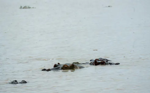 Hippos submerged in water at Mikumi National Park during a day safari from Zanzibar.