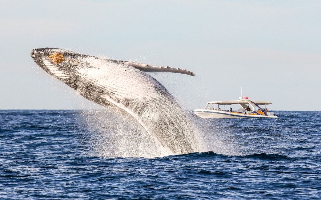 Whale breaching near catamaran on Sydney Whale Watching Cruise.