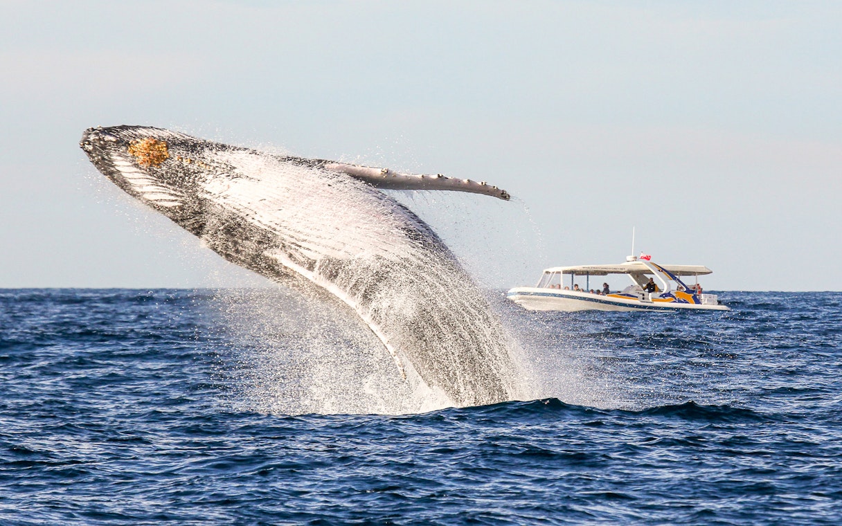 Whale breaching near catamaran on Sydney Whale Watching Cruise.
