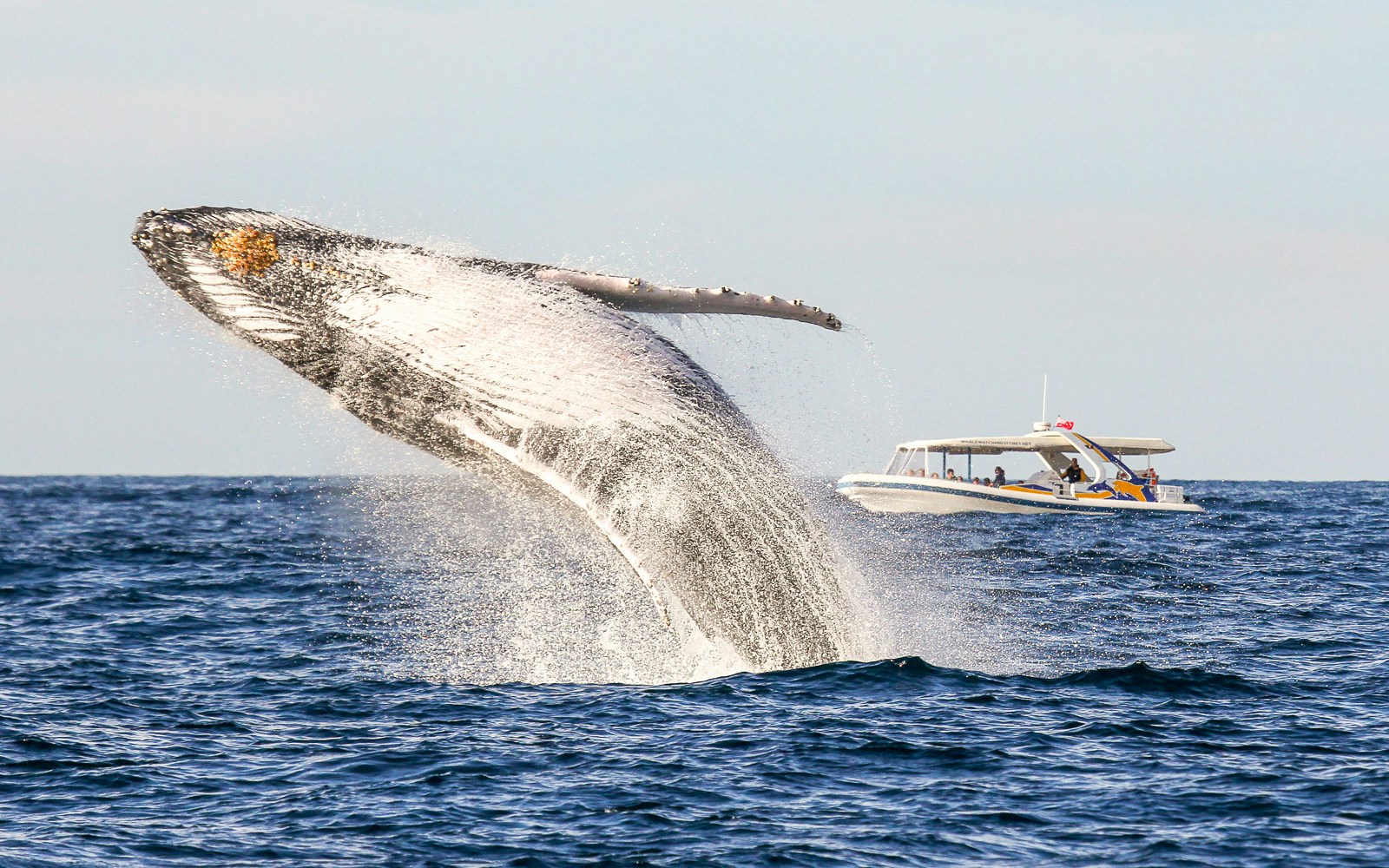 Whale breaching near catamaran on Sydney Whale Watching Cruise.