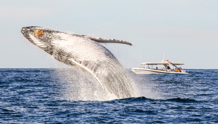 Whale breaching near catamaran on Sydney Whale Watching Cruise.