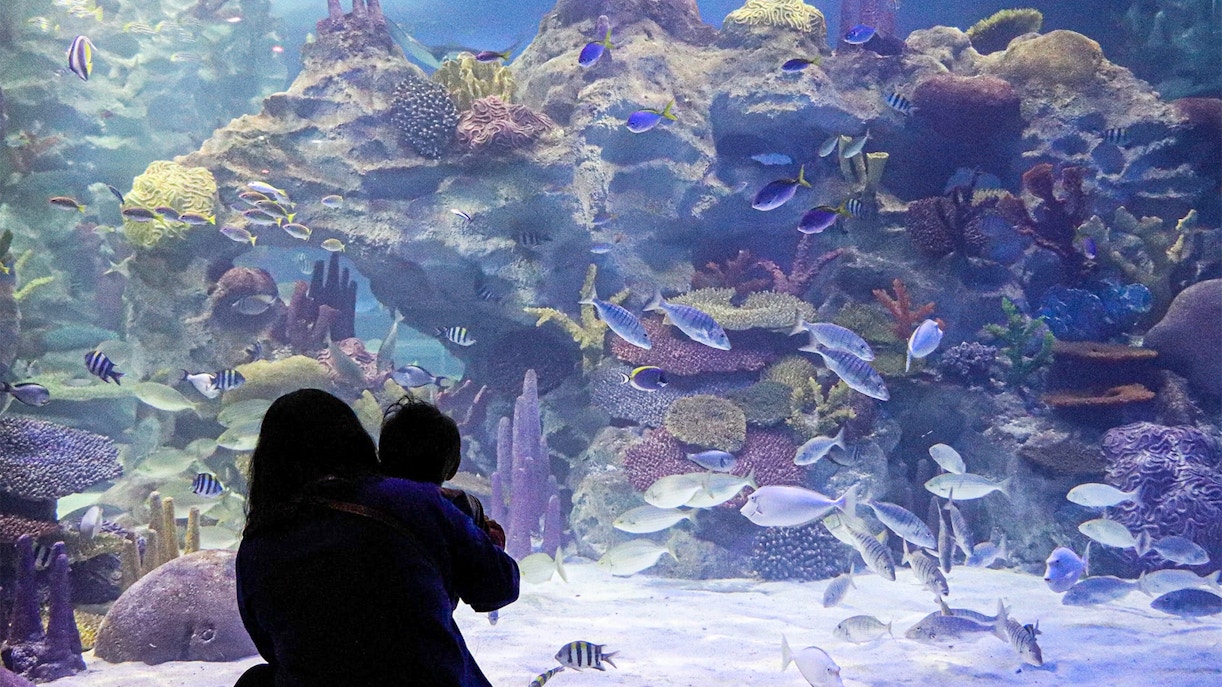 Clearwater Aquarium