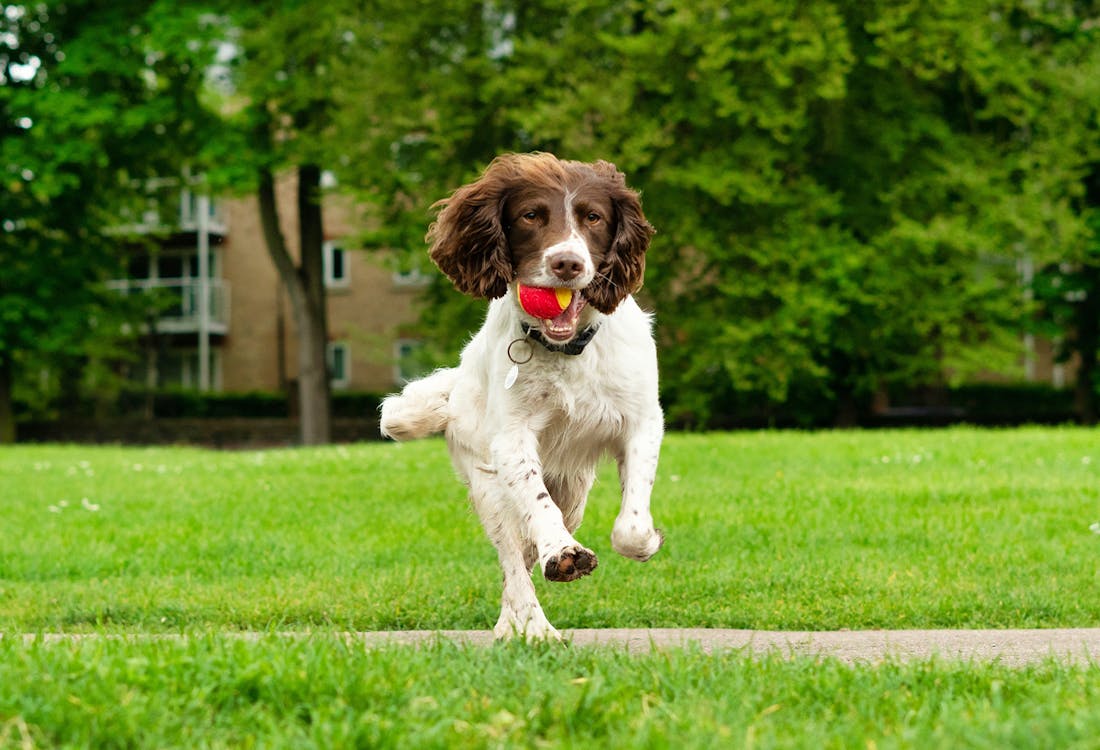 dogs in hyde park, london