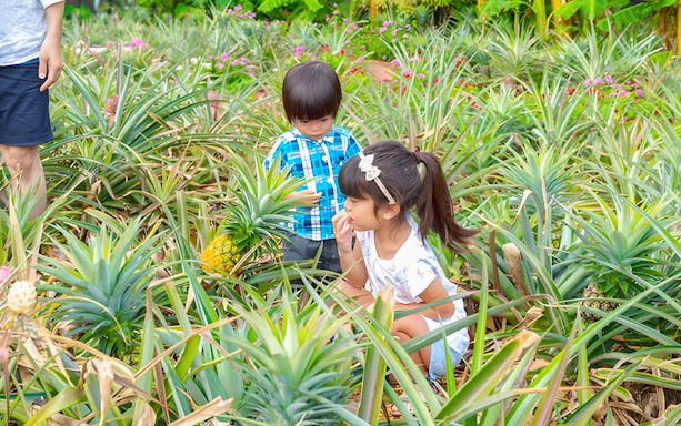 Children exploring pineapple plants at Nago Pineapple Park.