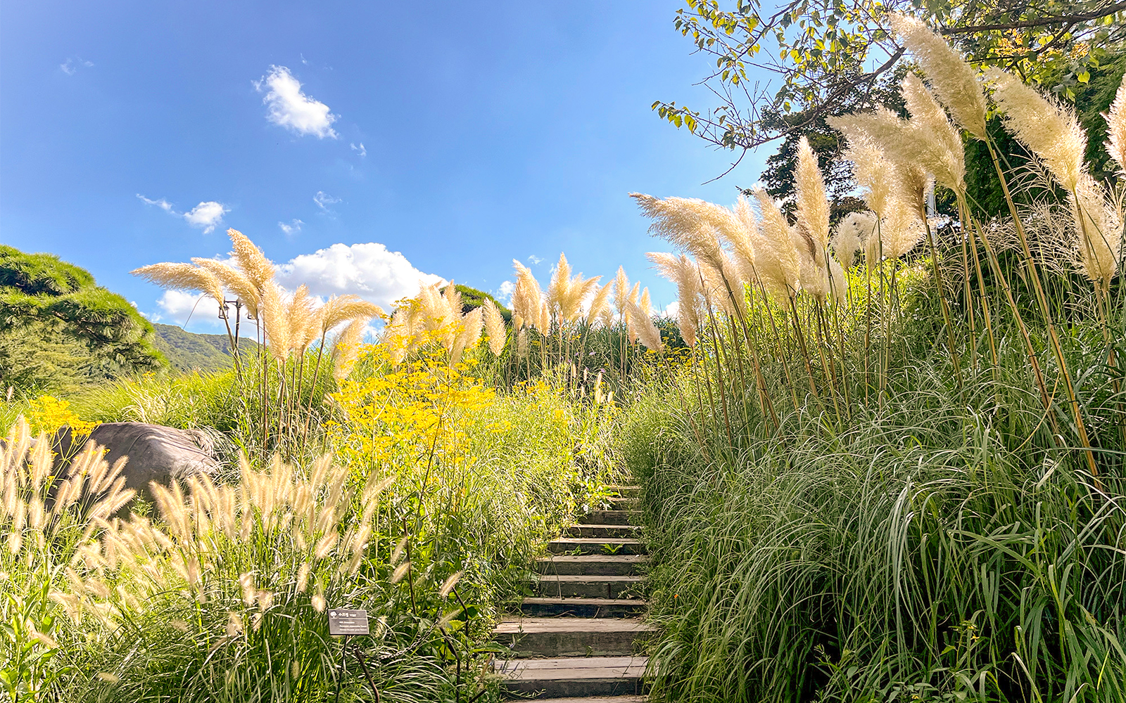 Stone steps ascend through pampas grass in a sunny South Korean garden.