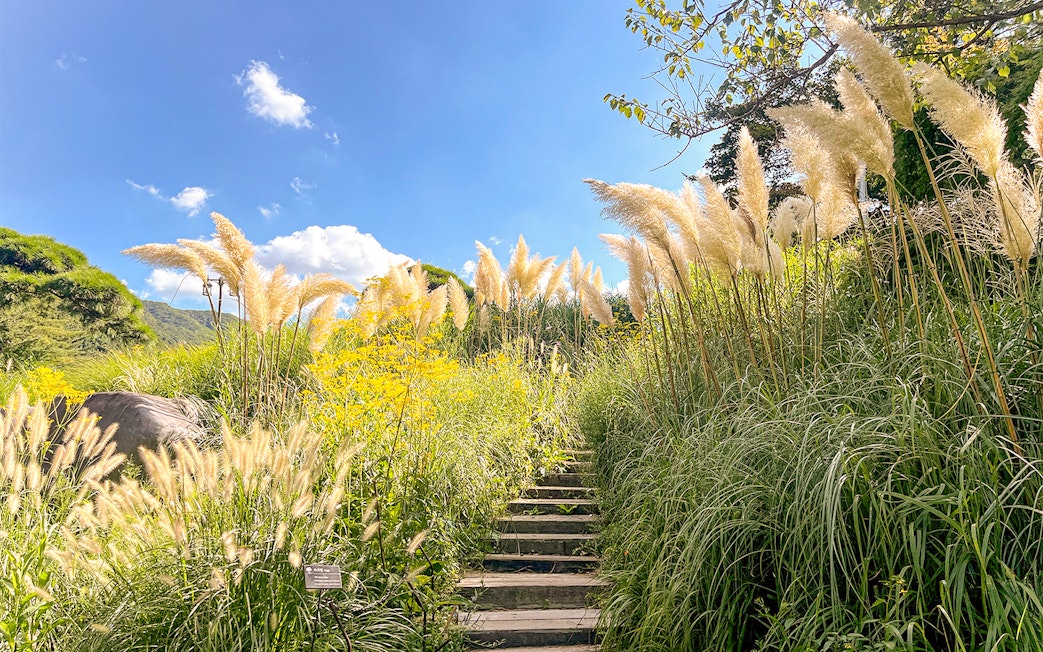 Stone steps ascend through pampas grass in a sunny South Korean garden.