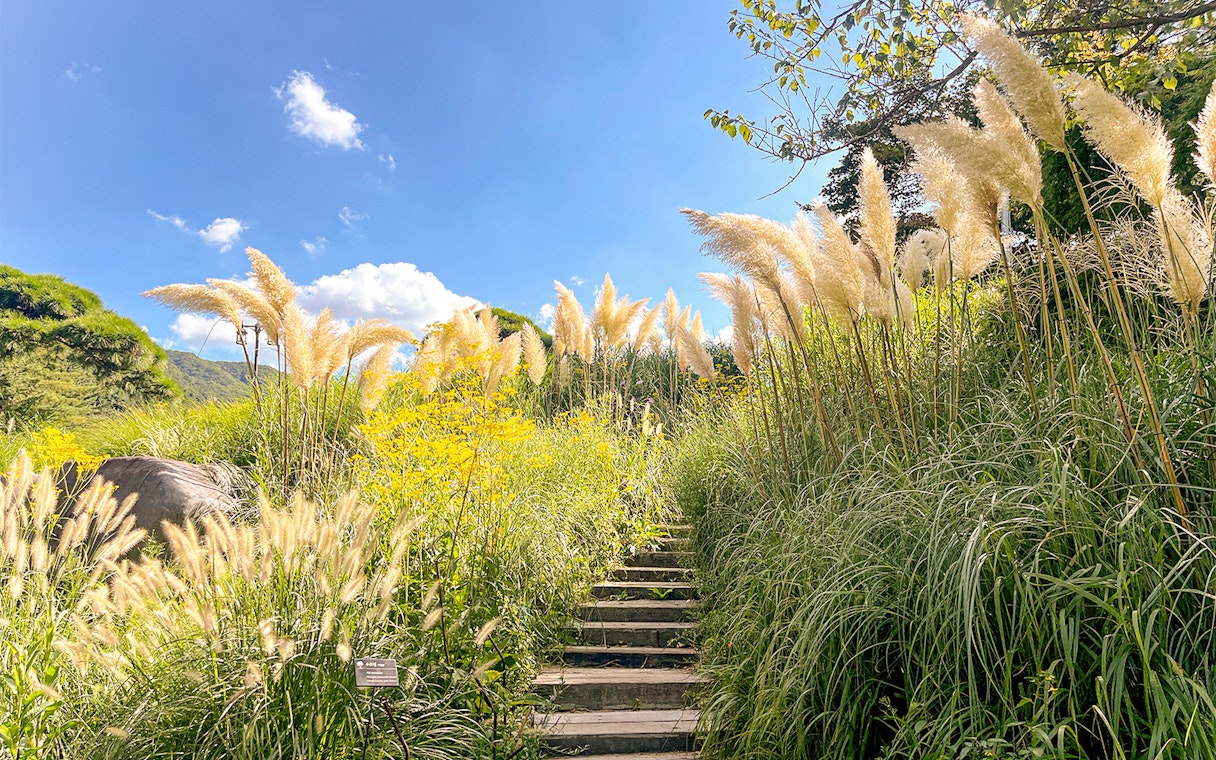 Stone steps ascend through pampas grass in a sunny South Korean garden.