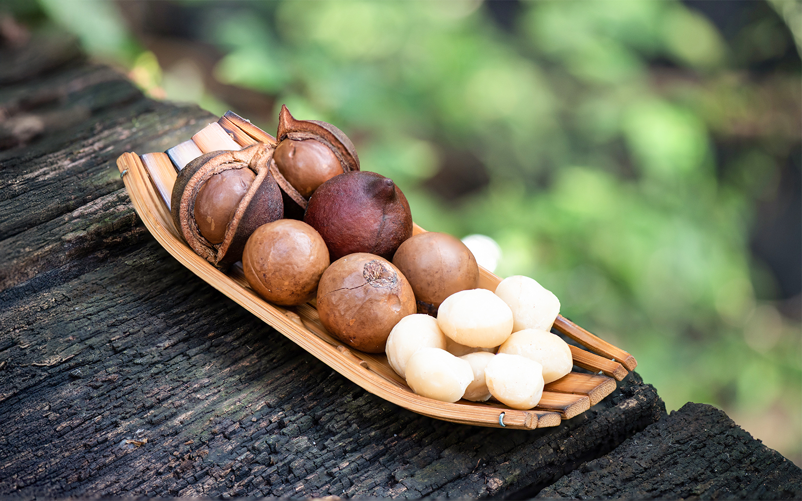 Macadamia nuts and fruits on tree bark