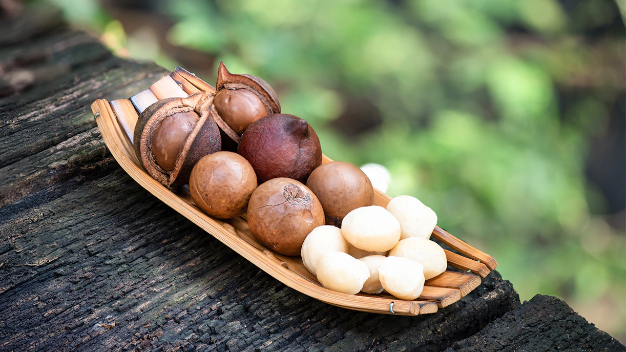 Macadamia nuts and fruits on tree bark