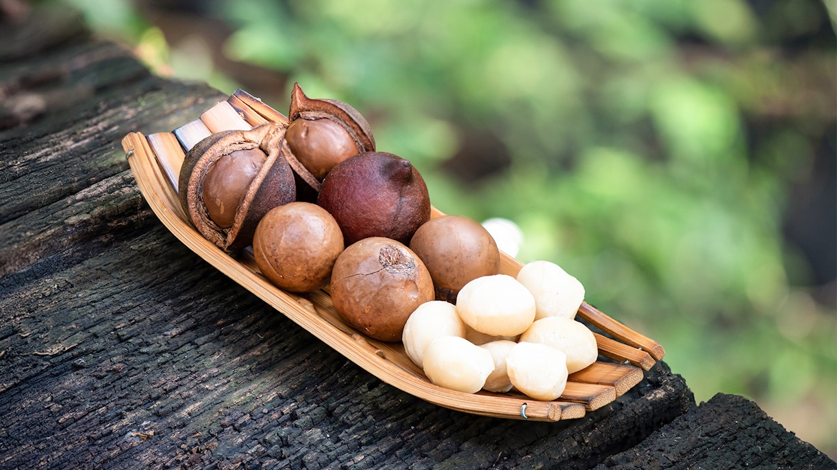 Macadamia nuts and fruits on tree bark