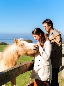 Couple petting a horse at Churchill Island farm with ocean view in background.