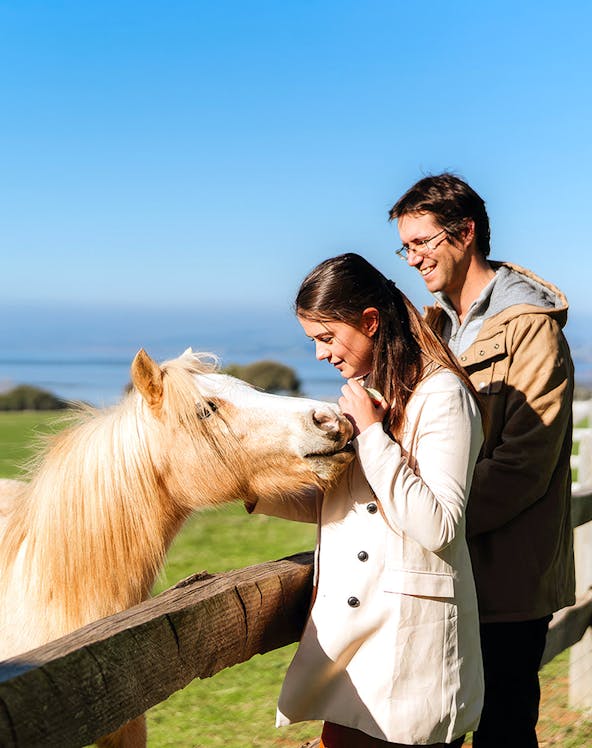 Couple petting a horse at Churchill Island farm with ocean view in background.