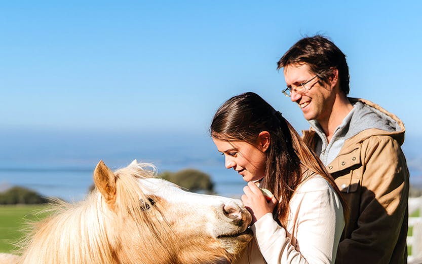 Couple petting a horse at Churchill Island farm with ocean view in background.
